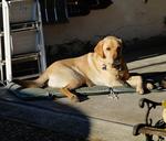 labrador-male-portrait-animal-dog-626271.jpg