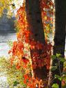 wine-partner-red-leaves-autumn-473278.jpg