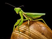 praying-mantis-fishing-locust-green-220992.jpg