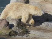 polar-bear-animal-zoo-mammal-514344.jpg