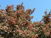 Shrubs with red berries.jpg