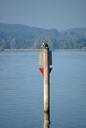 heron-bird-lake-constance-lake-view-473720.jpg