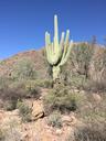 desert-cactus-arizona-nature-1197273.jpg