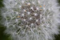 seed-flower-nature-dandelion-973558.jpg