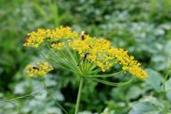 anethum-apiaceae-dill-flowers-87110.jpg