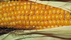 corn-grain-corn-on-the-cob-autumn-190014.jpg