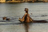 hippopotamus-hippo-animal-wild-1118896.jpg