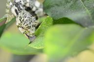 chameleon-lizard-camouflage-466524.jpg