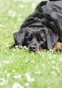 meadow-dog-dog-on-meadow-sweet-672701.jpg