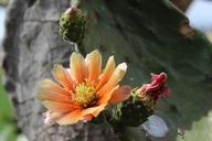 cactus-flower-plant-thorns-1581731.jpg