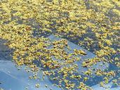 lime-blossom-fallen-pollen-flowers-115294.jpg