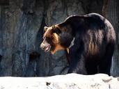 bear-zoo-asiatic-black-bear-495001.jpg