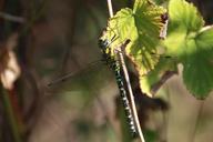 dragonfly-insect-close-wing-453518.jpg