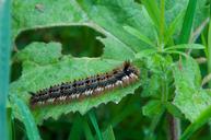 caterpillar-hairy-eat-341904.jpg