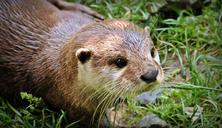 otter-otter-baby-otter-baby-nature-1438381.jpg