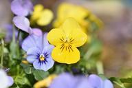 violet-flower-spring-flower-flowers-748297.jpg