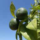 lime-fruit-two-citrus-fruits-ripe-1609609.jpg