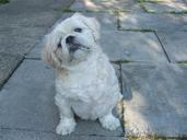 pet-dog-shih-tzu-pedigree-breed-216706.jpg