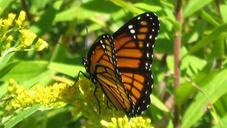 monarch-butterfly-flower-blossom-1093720.jpg