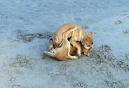 puppy-beach-sand-playing-pet-dog-631300.jpg