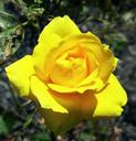 yellow-mini-rose-ohio-flower-1426063.jpg