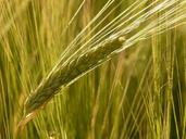 barley-field-barley-cereals-grain-8230.jpg