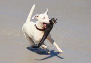 dog-action-play-batons-beach-fun-646269.jpg