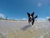 dog-summer-water-happy-644137.jpg