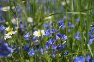 garden-bluebells-grass-nature-1244945.jpg