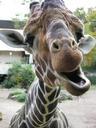 giraffe-animal-zoo-funny-327238.jpg