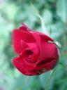 red-rose-spring-flower-red-rose-792768.jpg