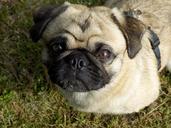 pug-purebred-dog-beige-cute-funny-1534689.jpg