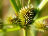 weeds-grass-green-nature-56682.jpg