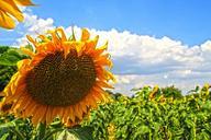 sunflowers-yellow-fields-flowers-168762.jpg