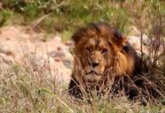 lion-wildcat-cat-predator-africa-426991.jpg