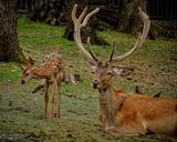 deer-animal-adorable-small-infant-405347.jpg