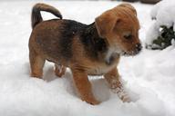 puppy-terrier-snow-winter-cute-487960.jpg