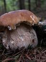 fungus-autumn-nature-forest-94910.jpg