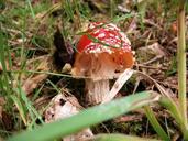 mushroom-fly-agaric-autumn-toxic-647261.jpg