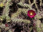 cactus-blossom-flower-purple-bloom-53737.jpg