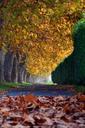 autumn-trees-walk-deciduous-1006150.jpg