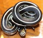 chain-natter-lampropeltis-getula-415333.jpg