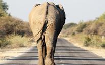 elephant-etosha-road-1191878.jpg