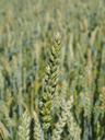 wheat-field-wheat-cereals-ear-592477.jpg