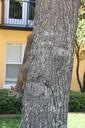 squirrel-animal-tree-nature-384210.jpg