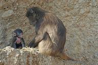 dschelada-monkey-primate-mammal-1160932.jpg