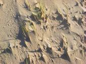 dunes-sand-grass-sand-beach-wind-651414.jpg