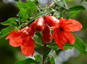 pomegranate-flower-flowers-red-173344.jpg