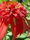 red-echinacea-purpurea-flower-557528.jpg