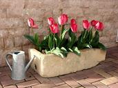 tulips-flowerpot-flower-red-plant-1002203.jpg